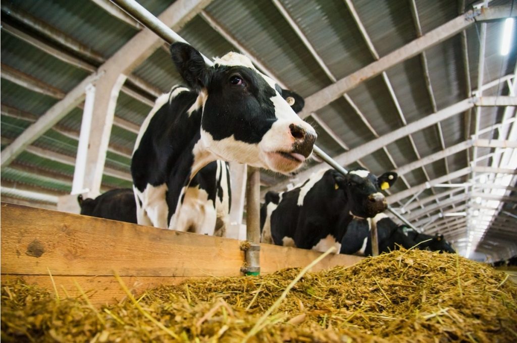 cow feeding