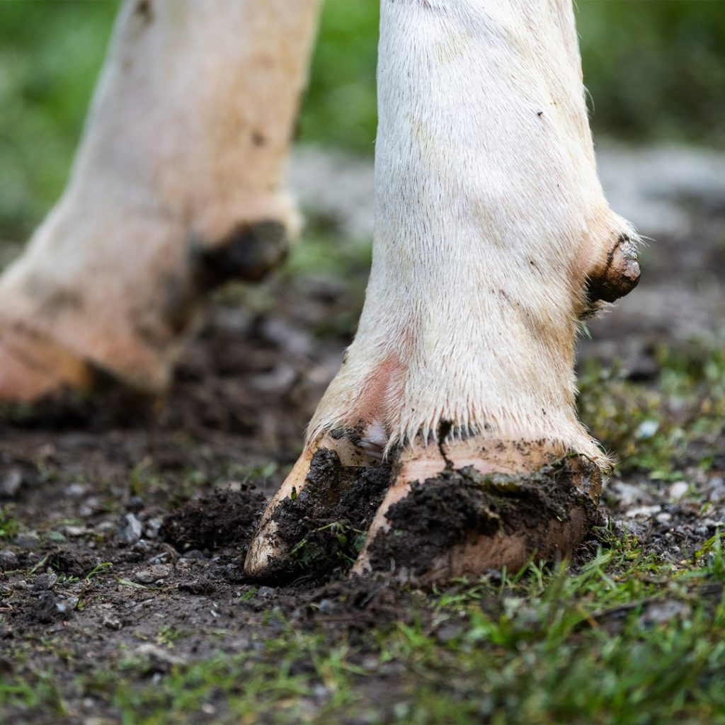 hoof care