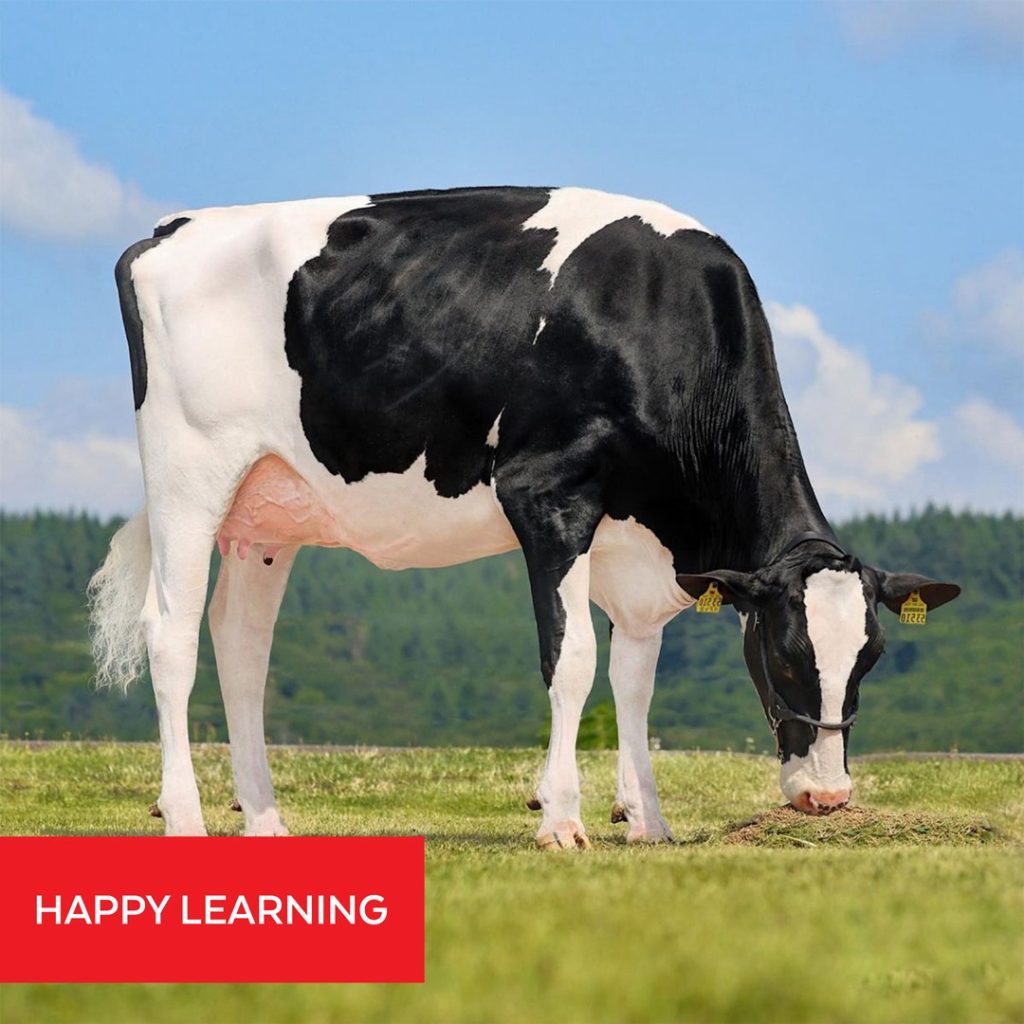 dairy cow