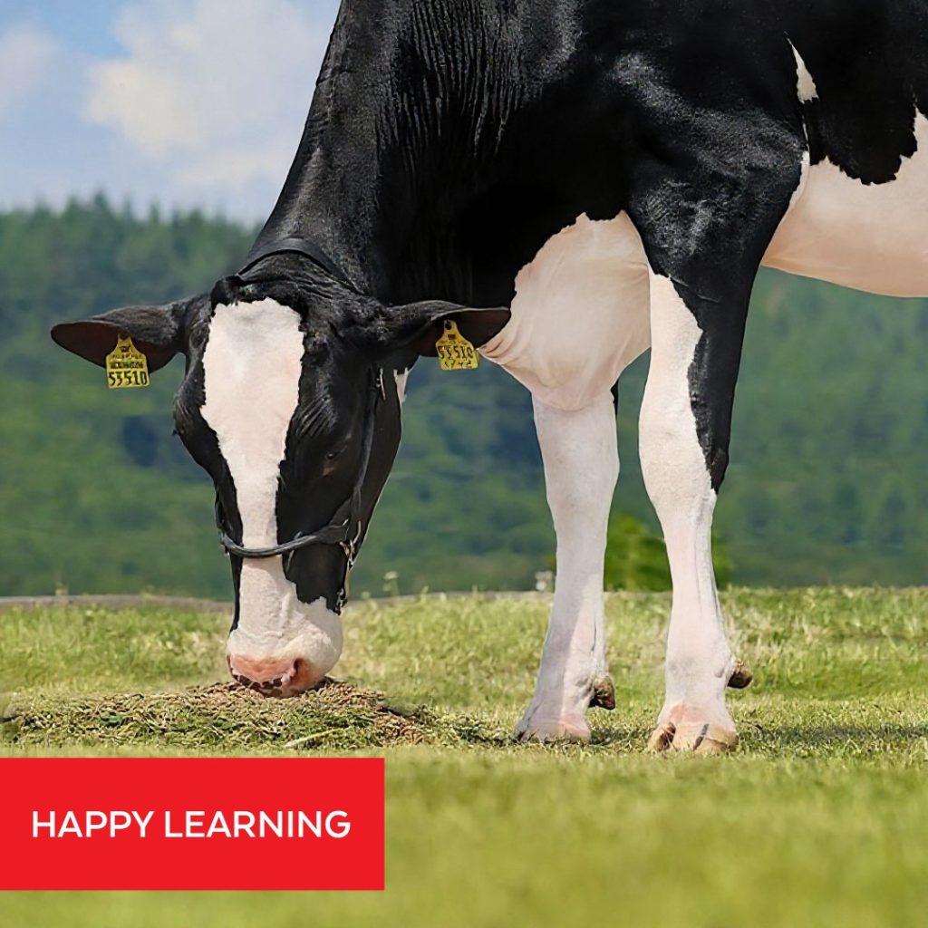 Foot and Hoof Care