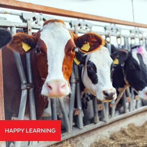 Livestock Nutrition Management for Healthier Herds