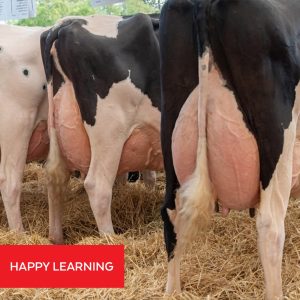 Livestock Feed Formulation for High Yield