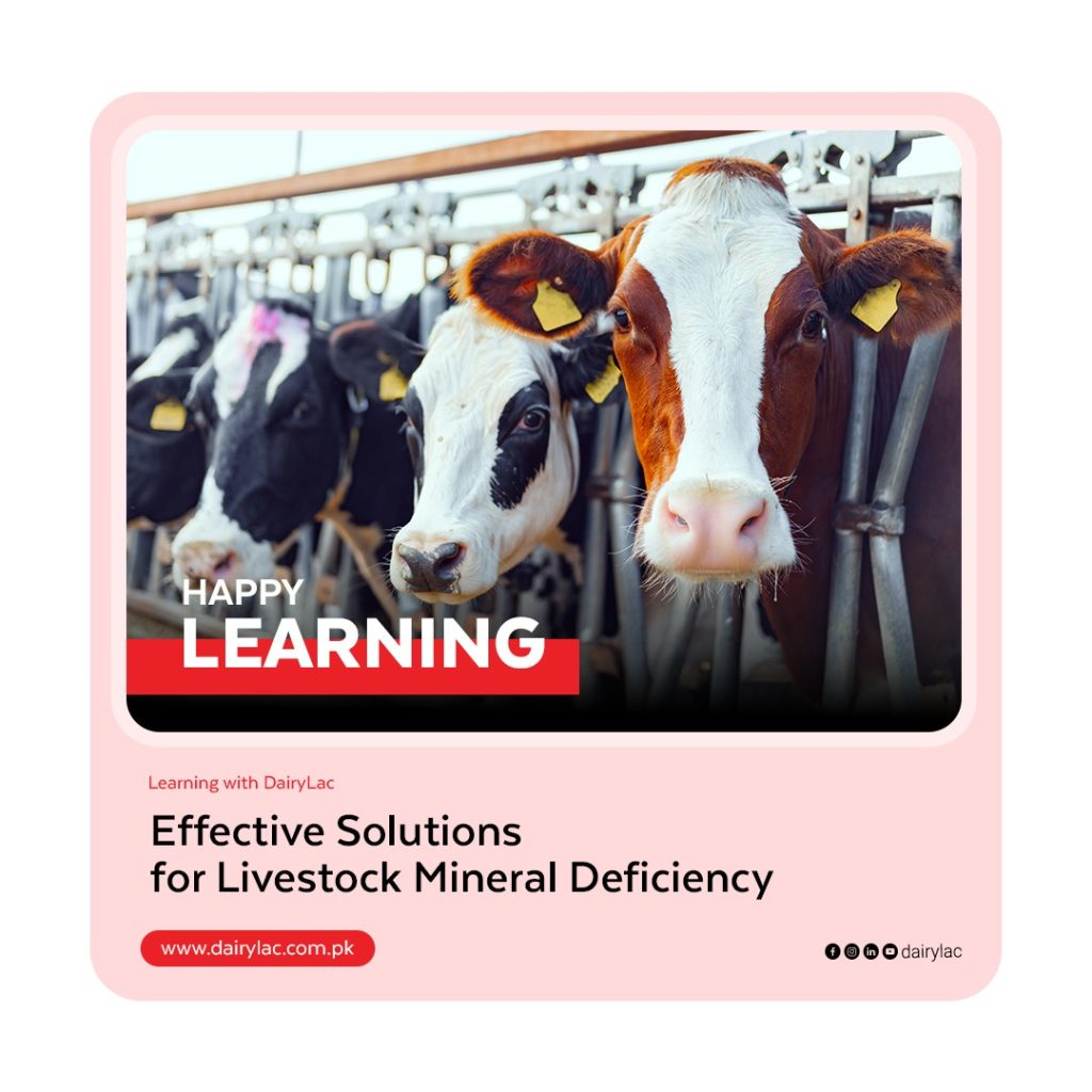 livestock mineral deficiency-solutions