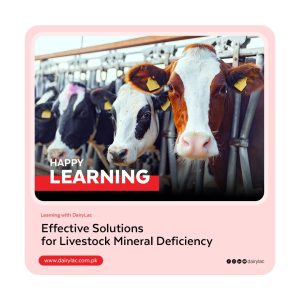 Effective Solutions for Livestock Mineral Deficiency
