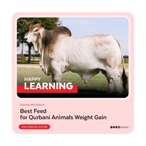 Best Feed for Qurbani Animals for Maximum Weight Gain