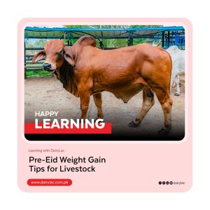 Pre-Eid Weight Gain Tips for Livestock