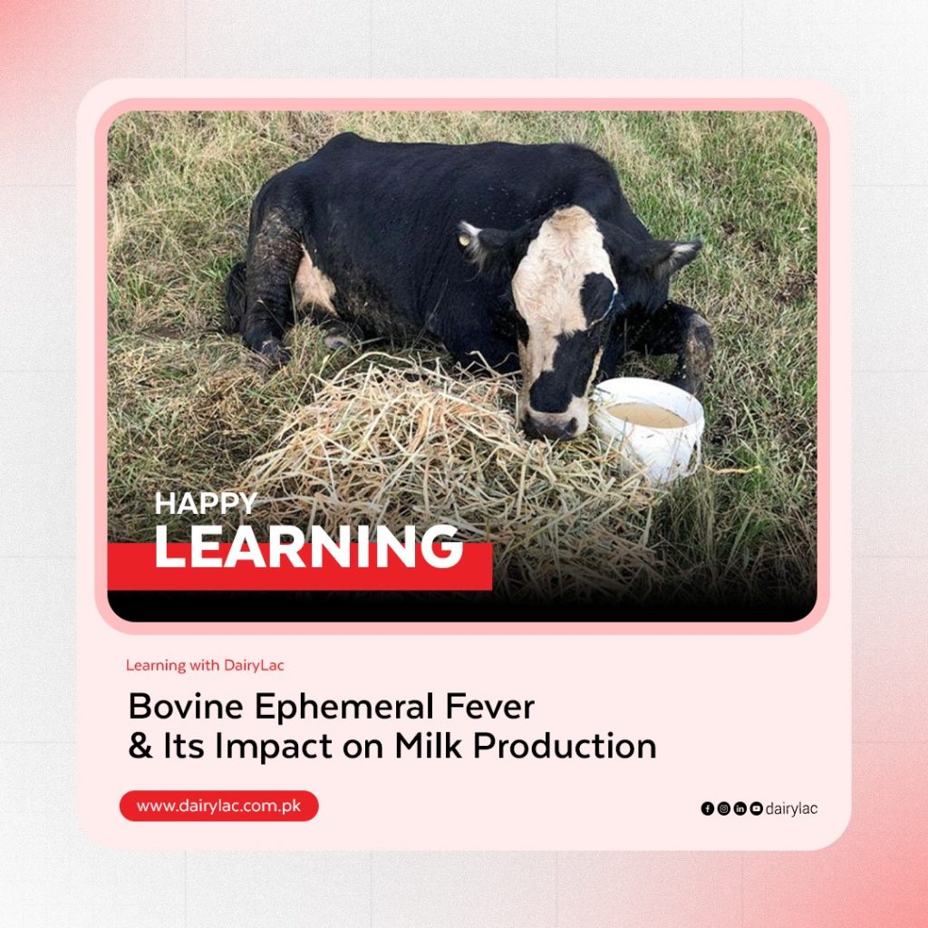 Bovine Ephemeral Fever in cattle